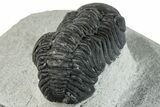 Bargain, Austerops Trilobite - Ofaten, Morocco #287540-3